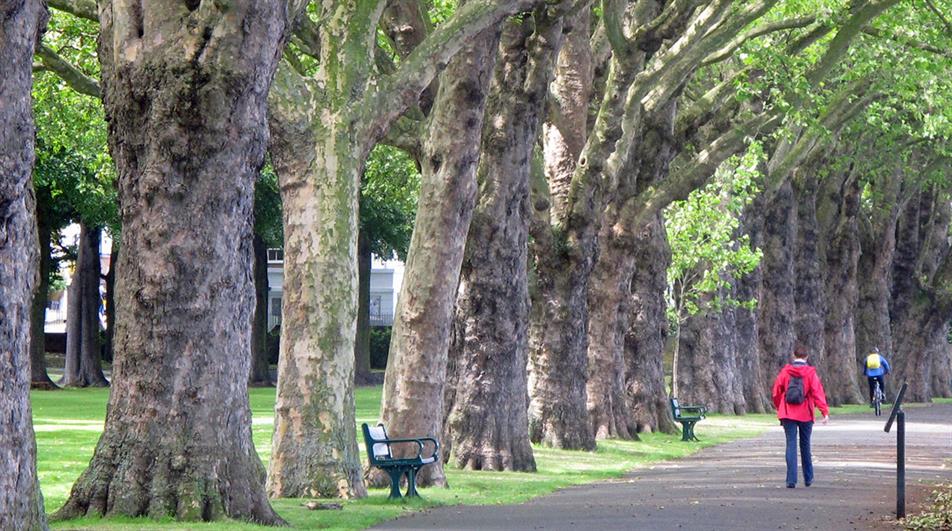 Avenue of lime trees in Wandsworth Park - credit: Flickr/ Maggie Jones (Public Domain)